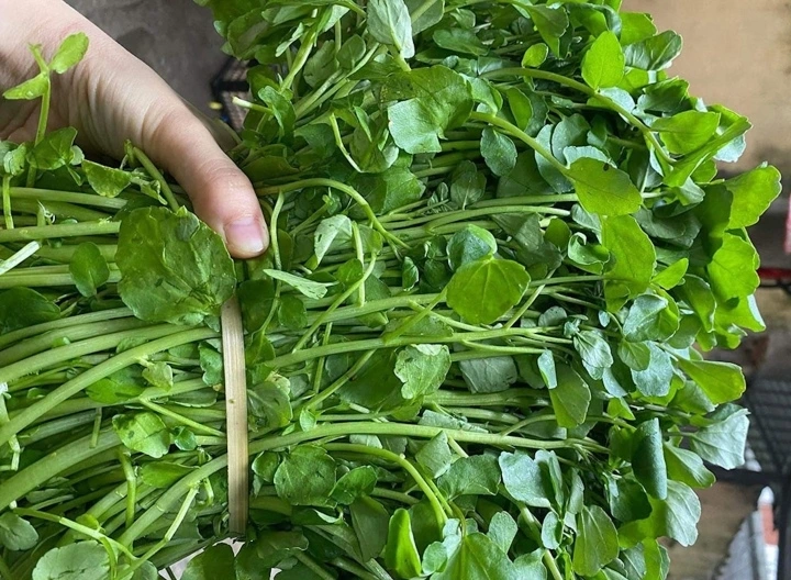 Những lưu ý khi sử dụng cải xoong