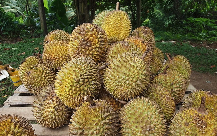 Cách chọn sầu riêng an toàn
